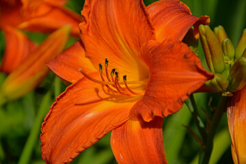 pomarańczowy liliowiec (Hemerocallis Dumortieri), daylily, day lily, ditch-lily	