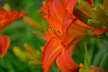 pomarańczowy liliowiec (Hemerocallis Dumortieri), daylily, day lily, ditch-lily	