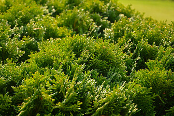 tuja pokryta kroplami rosy, thuja covered with dew drops