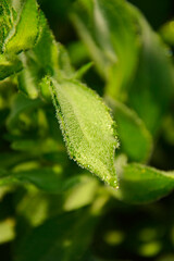 zielony lisć z kroplami wody, rosa na zielonym, owlosionym liściu, green leaf with water drops, dew on a green, hairy leaf, tiny hairs on the a leaf.