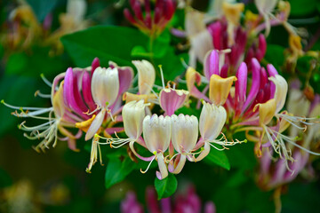 kwitnący wiciokrzew, wiciokrzew pomorski, Lonicera periclymenum, honeysuckle, common honeysuckle,...