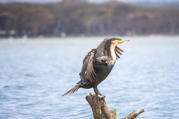 A white-breasted cormorant spreads its wings while standing on a dead tree in Lake Naivasha, Kenya