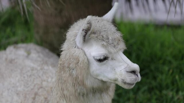 Llama peruana