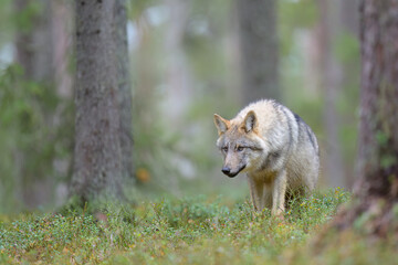 Young grey wolf (Canis lupus) in forest