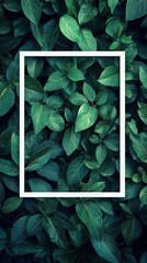 Green leaves with a white rectangular frame in a lush garden during daylight