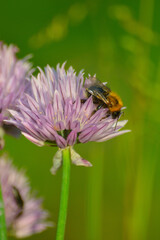 A ladybug is perched on a vibrant purple flower in a garden