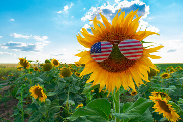 Blooming yellow sunflower in sunglasses in the form of the US flag against the background of a sunflower field. Concept of vegetable oil production, agriculture and farming in the USA