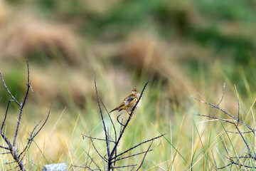 Meadow Pipit (Anthus pratensis) at Bull Island, Dublin, commonly found in Irish grasslands