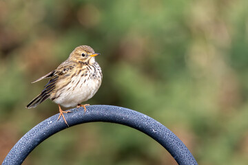 Meadow Pipit (Anthus pratensis) at Bull Island, Dublin, commonly found in Irish grasslands