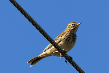 Meadow Pipit (Anthus pratensis) at Bull Island, Dublin, commonly found in Irish grasslands