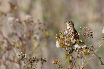 Meadow Pipit (Anthus pratensis) at Bull Island, Dublin, commonly found in Irish grasslands