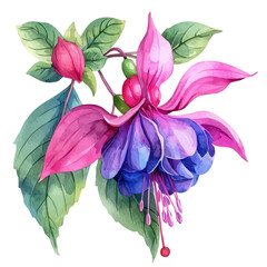 Watercolor drawing of fuchsia flower, isolated on a white background, and fuchsia vector