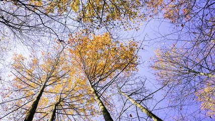 Tall trees with yellow leaves stand against a blue sky on a fall afternoon