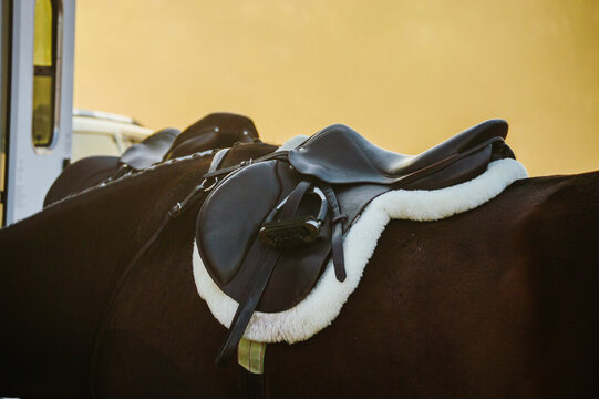 Horses standing at a trailer before a show