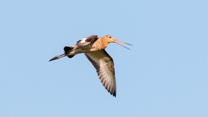 pelican in flight