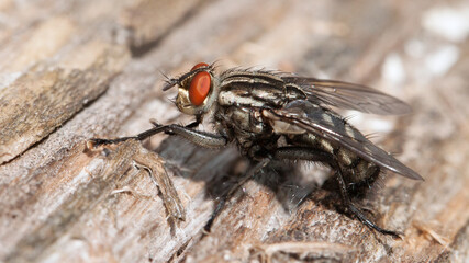 fly on leaf