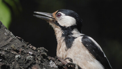 Great spotted woodpecker