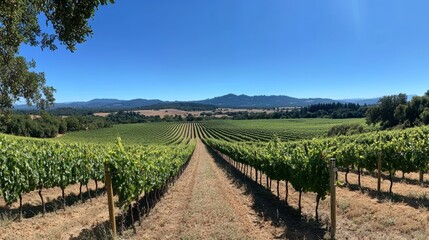 Vineyard at Harvest Under Blue Sky