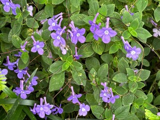 Purple Streptocarpella saxorum flowers in bloom