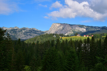 Pine forest and mountain view landscape in Montenegro, explore the Balkans, travel Europe
