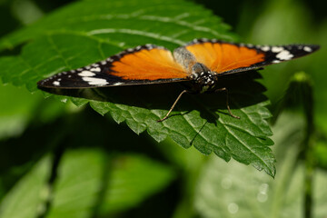 Danaid Eggfly Butterfly