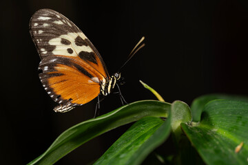 Obraz premium Tiger Longwing Butterfly