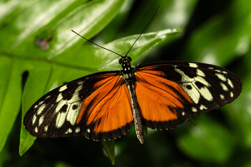 Tiger Longwing Butterfly
