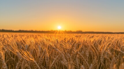 Fototapeta premium Tranquil Harvest: Majestic Sunset over Golden Wheat Field Symbolizing Self-Control and Gratitude in November