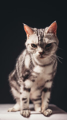 American Shorthair