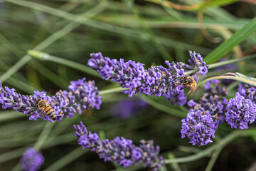 bee on lavender