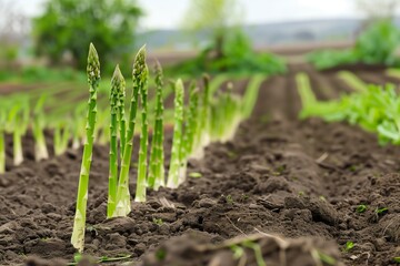 Asparagus plants thriving in nutrient-rich soil under natural sunlight in a cultivated field