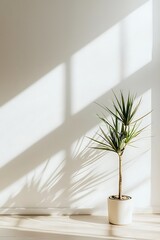 Minimalist Interior with a White Wall and a Single Plant, Highlighting Clean Lines