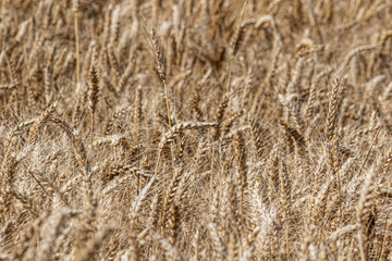 field of wheat