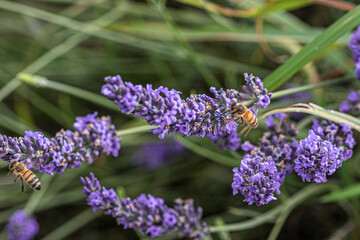 lavender flowers in the field