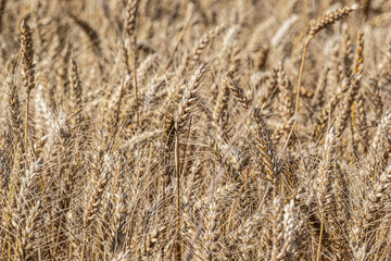 wheat field background