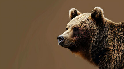 Obraz premium Close up portrait of a large adult male grizzly bear with a dark brown fur, looking away from the camera with an intense expression in its eyes.