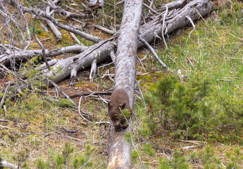 Fototapeta premium Cute Black Bear Cub in Springtime in Yellowstone National Park Wyoming