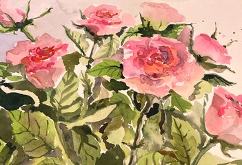 pink roses of a background