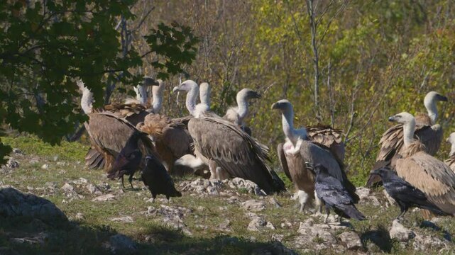 A Group of Griffon Vultures Gyps fulvus and ravens Corvus corax resting on rocks in the wild. Slow motion. Birds are looking around. Close-up.
