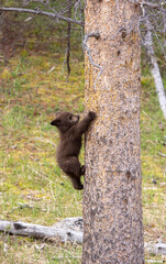 Cute Black Bear Cub in Springtime in Yellowstone National Park Wyoming © natureguy