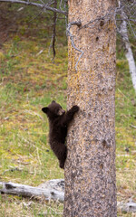 Cute Black Bear Cub in Springtime in Yellowstone National Park Wyoming © natureguy