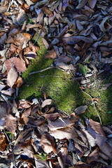 Leaves and Moss on the Ground