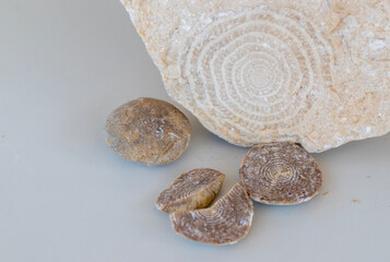 Nummulitis Divide from above and horizontal