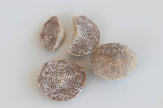 Nummulitis Divide from above and horizontal