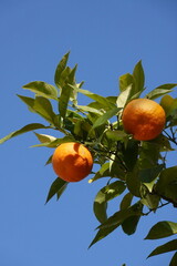 orange tree with fruits