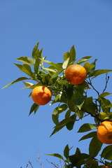orange tree with fruits