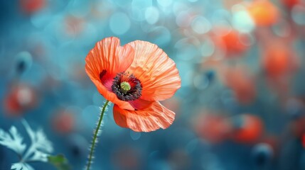 Poppy flowers are vibrant and colorful blooms that are commonly known for their delicate petals and striking appearance.