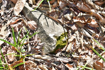 Rock and Leaves in Grass