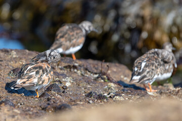 Close up of ruddy turnstones (arenaria interpres) on a rock