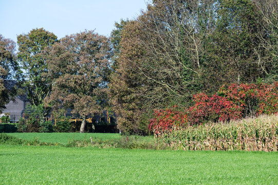 Green lawn and colorful autumn trees in Neerpede, Anderlecht, Brussels, Belgium